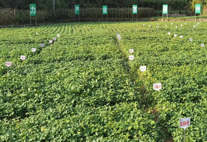 sthpzx水晶鲜粉生产线助力重庆彭水中国苕粉之都建设 sthpzx水晶鲜粉生产线助力重庆彭水中国苕粉之都建设