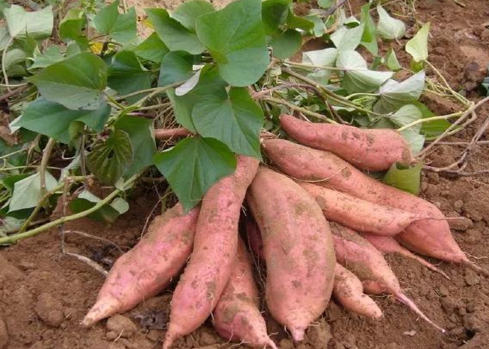 甘薯如何影响中国? 甘薯如何影响中国?