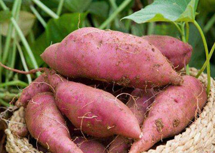 sthpzx给您科普夏季红薯的栽种注意事项
