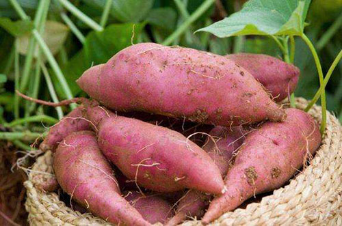 七月红薯排涝养殖注意事项